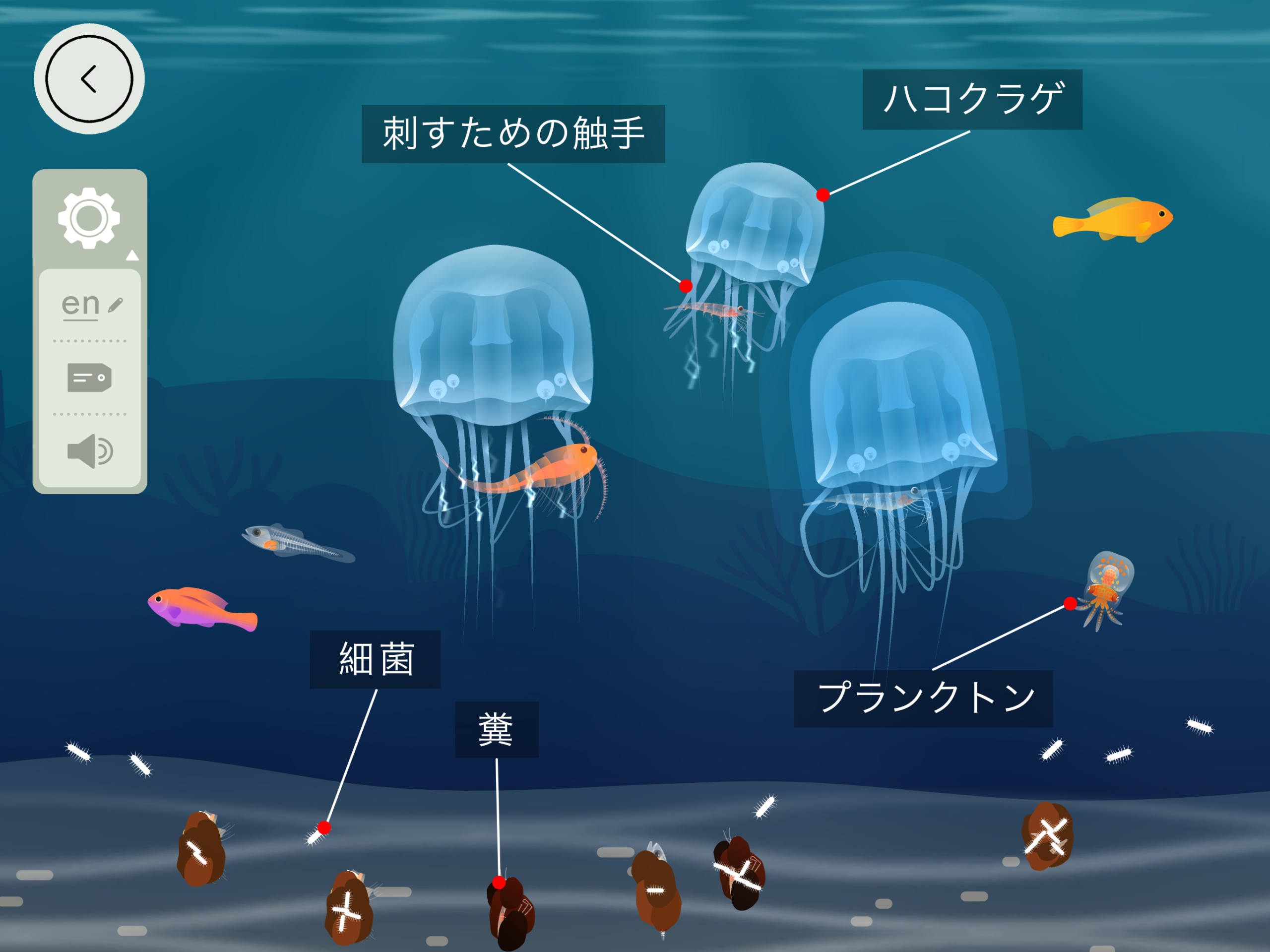 2732x2048_coralreef_2jellyfish